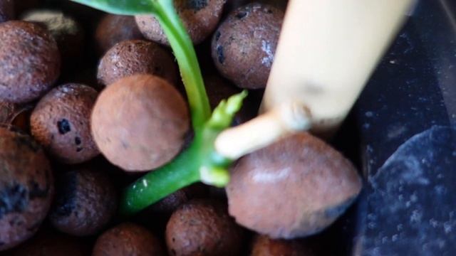 Propagating My Hoya Phyllura (Linusii) 💚 - BEFORE & AFTER | Propagate In LECA | Propagation In LECA