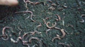 Навозный червь на биогумусе #разведение_червей #биогумус #червяк #садоводство