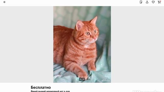 спасибо за 5 подписчиков 🎉 тигра на авито смотреть онлайн