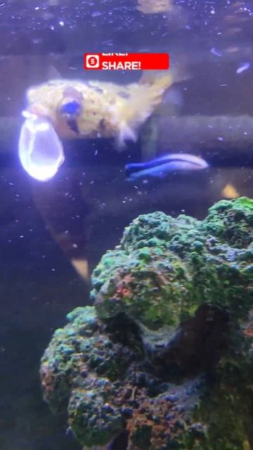 Feeding Jake, The Porcupine Puffer Fish, Half  Shell Clams! 🐡❤️ #pufferfish #reeftank #feeding