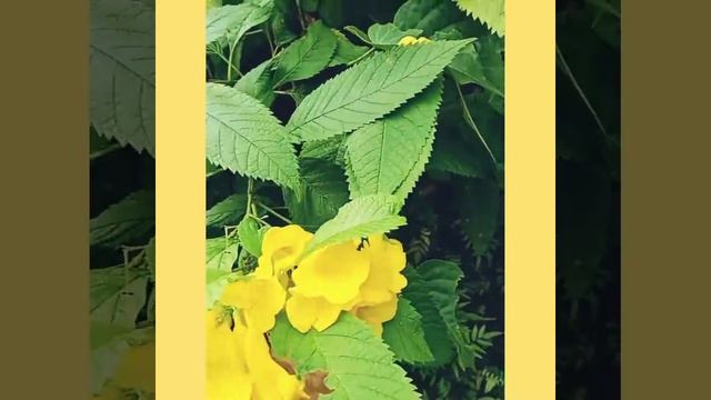 Full video uploaded on Tecoma #tecoma #bellplant #yellow bells смотреть онлайн