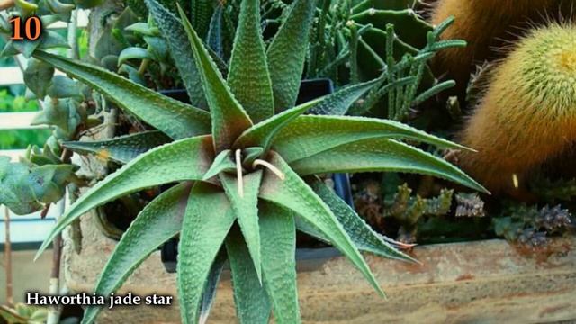 Plantas suculentas que prefere lugares mais sombreados e bem iluminados смотреть онлайн