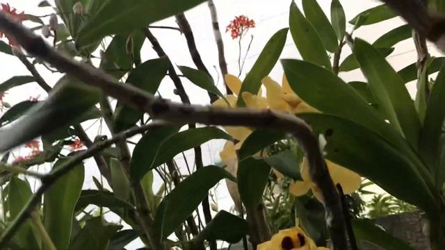 Los Dendrobium Gatton Sunray Necesitan Bastante Luz Solar Para Dar Buena Floración.