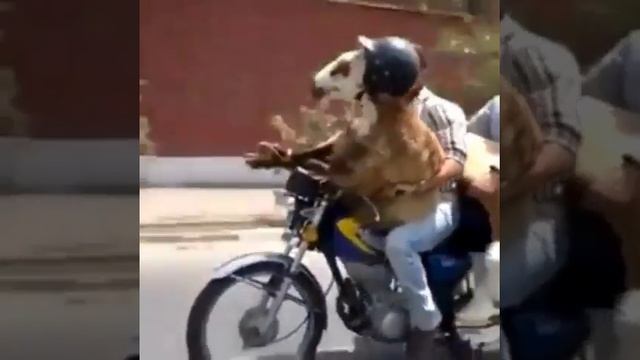 Трахает животное) на мотоцикле смотреть онлайн
