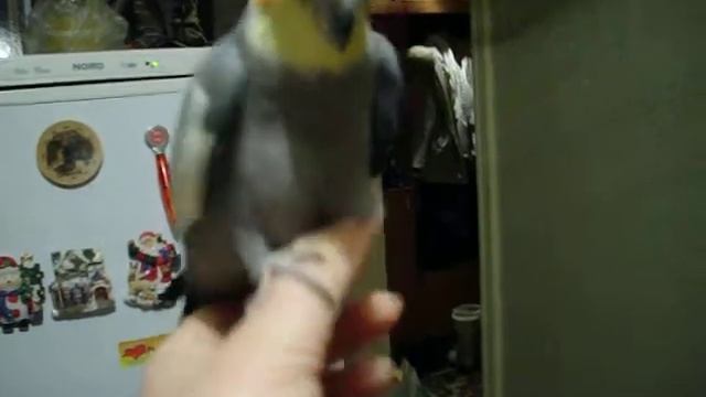 ручной попугай смотреть онлайн