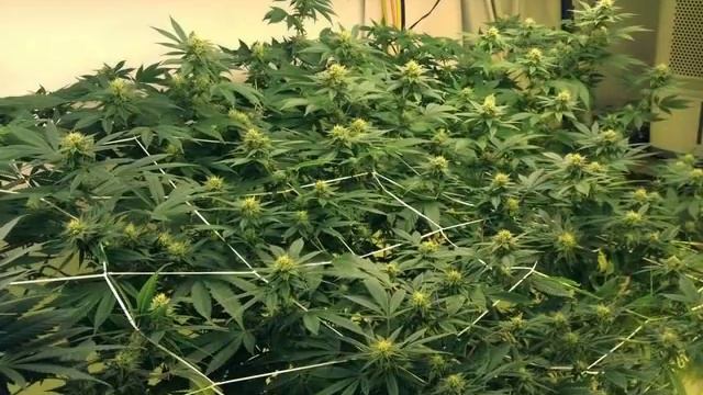 iGROW Induction Lights - Washington State Grower смотреть онлайн