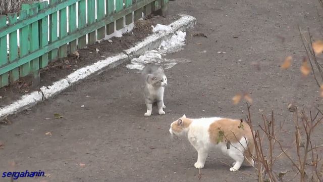 КОШКИ ДЕЛЯТ ТЕРРИТОРИЮ ВО ДВОРЕ смотреть онлайн