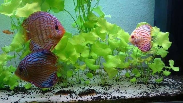 My discus fish aquarium with serpae tetra and torpedo barb смотреть онлайн