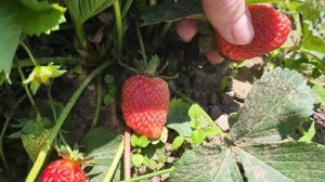 #клубника Клубника Мурано в Приморье