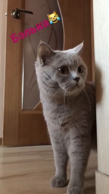Британская кошка Бэлька 😹 смотреть онлайн