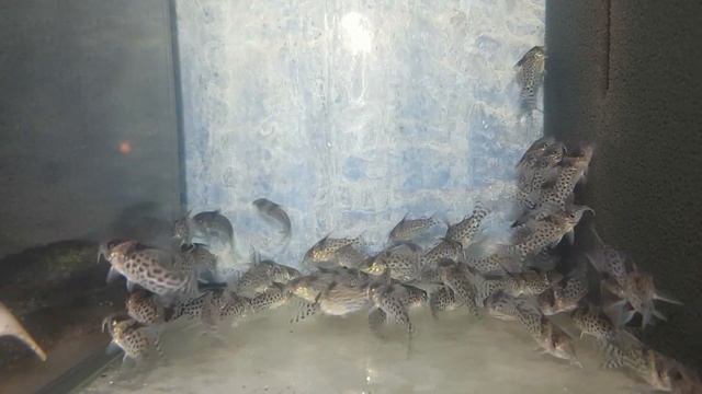 Corydoras Punctatus 4-5 Cm (réf 663)