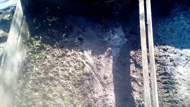 Пикировка томатов в тепличку . смотреть онлайн
