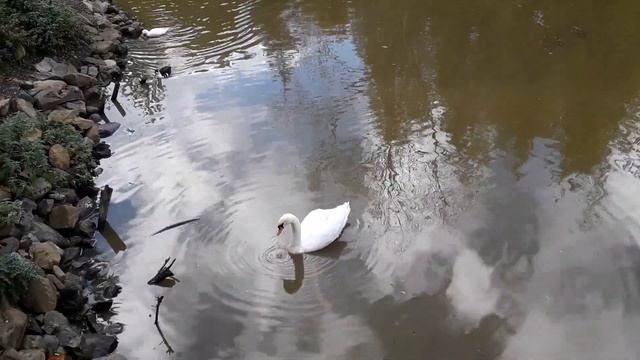 Озеро с лебедями, утками и выдрами смотреть онлайн