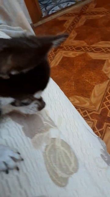 Хитрющая Буня!!!Чихуахуа Пулька, шотландская кошка Буня и шиншилла Боцман. 27.07.2022. смотреть онлайн