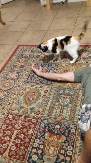 Wrestler cat vs owner. смотреть онлайн