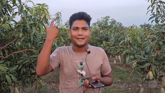 নওগাঁয় ৭৫ বিঘার ব্যানানা ম্যাংগো বাগান ।। 25 Acres Banana Mango Farm смотреть онлайн
