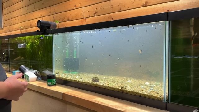 My New Planted Aquarium For Rare Fish - Fish Room Update Ep. 116 смотреть онлайн