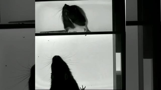 Rat Whisking Behavior (HSV, 2 Views)