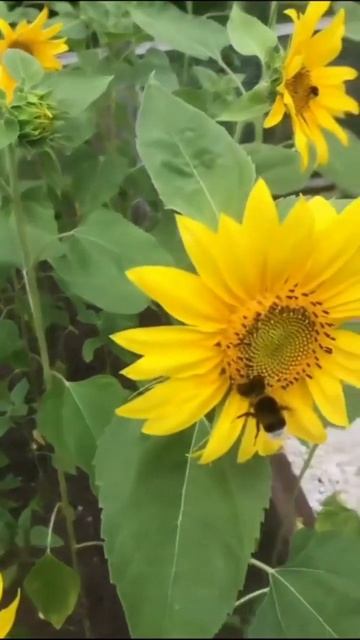 Шмели - крупные насекомые. #шмели #природаземли #природа  #насекомые #крупныенасекомые #shorts