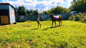 ✨Мой день с лошадью на своем участке | Один день из жизни коневладельца✨