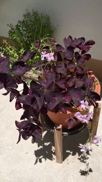 Oxalis Plant смотреть онлайн