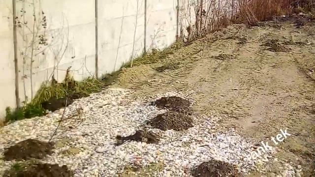 Черти землеройки копают щебень смотреть онлайн
