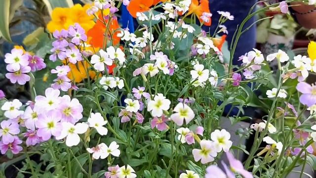 Virginia Stock Plant Care & Growing Conditions | Malcolmia Maritima Flowers 💐 #winterflowers