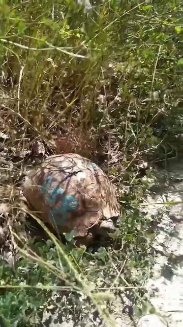 Черепаха 258 в Сукко за месяц до отъезда на Большой Утриш