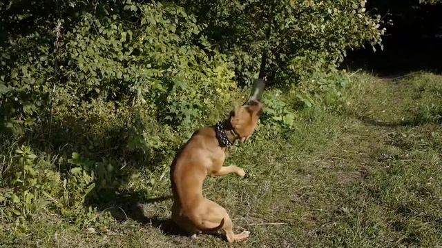ДЮШЕС смотреть онлайн
