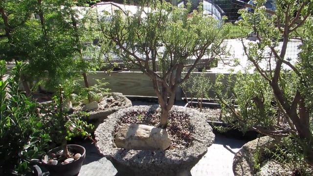Bonsai Crassula Sarcocaulis Ssp. Rupicola