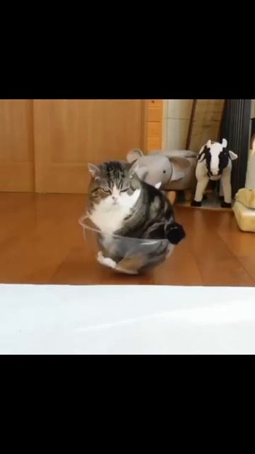 Миска качалка для кота смотреть онлайн