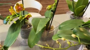 Сохнут бутоны у орхидеи, что делать? Почему отсыхаю цветы фаленопсиса и не распускаются бутоны орхи