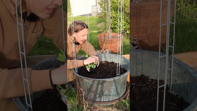 Växtstöd till luktärt. Årets klättertorn till Luktärtor - Trädgårdshacks med GardenR смотреть онлайн