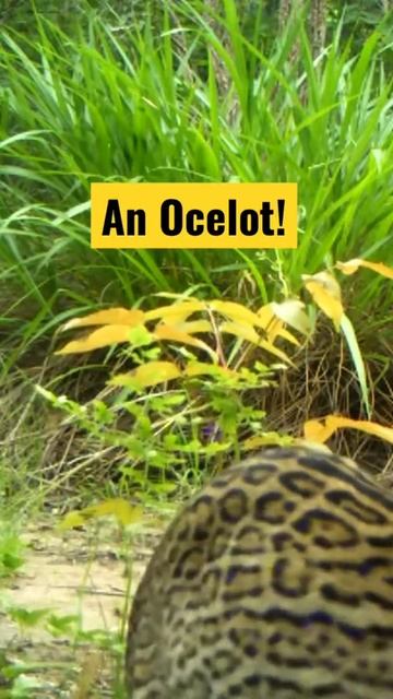An Ocelot! смотреть онлайн