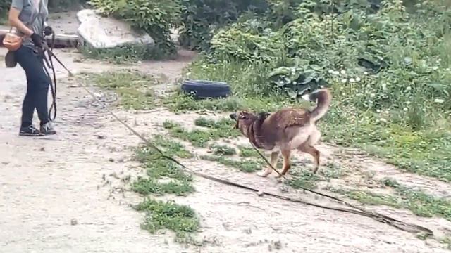 Изумительная Нерка