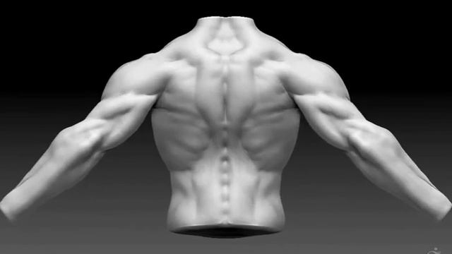 ZBrush Male Torso Anatomy study смотреть онлайн