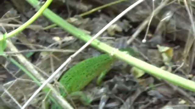 Terezina Pustinja / THERESA'S DESERT (2018)