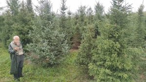 Ель канадская – экологический аналог ели сибирской