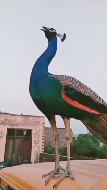 peacock sound short video | peacock voice |peacock call |#peacock #sound #shorts смотреть онлайн