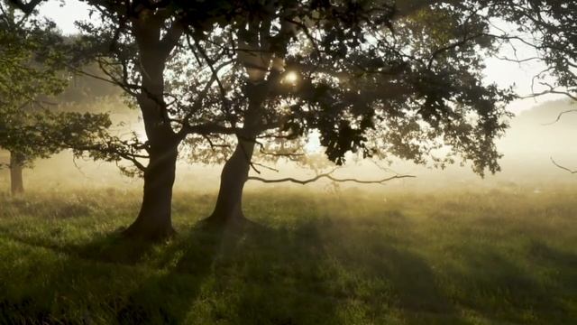 ТОПОЛЯ смотреть онлайн