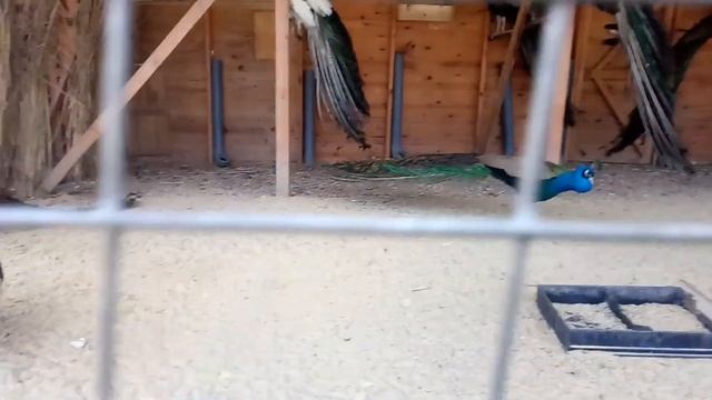 Павлины в Экопарке Фельдмана. смотреть онлайн