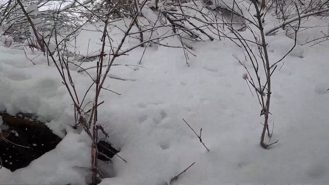 Медвежья тропа, поиск следов,