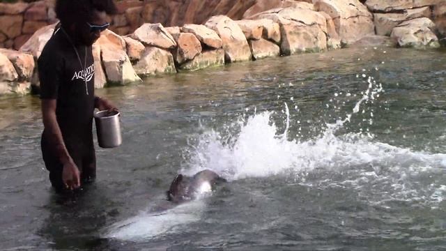 Commerson's Dolphin Training Session - Aquatica Orlando - March 7, 2022