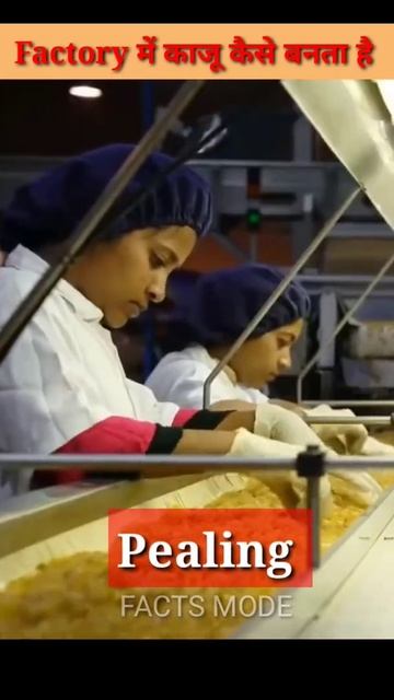 Factory में काजू कैसे बनता है? जानिए पुरी जानकारी के साथ! Cashew Nuts #shorts #facts FACTS MODE