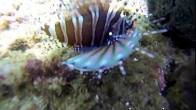 pterois zebre philippines смотреть онлайн
