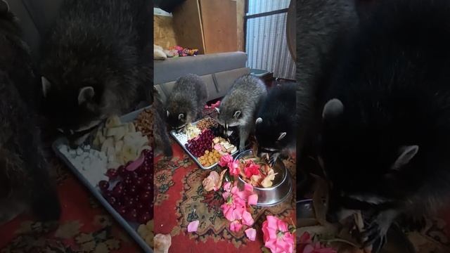 #raccoon #енотилюша #reels #love #animals #happy смотреть онлайн