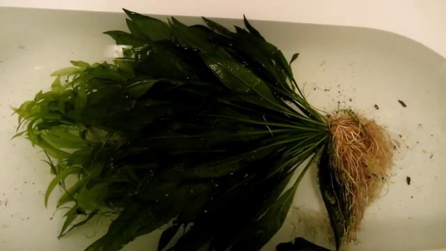 Large Amazon Sword Mother Plant HD