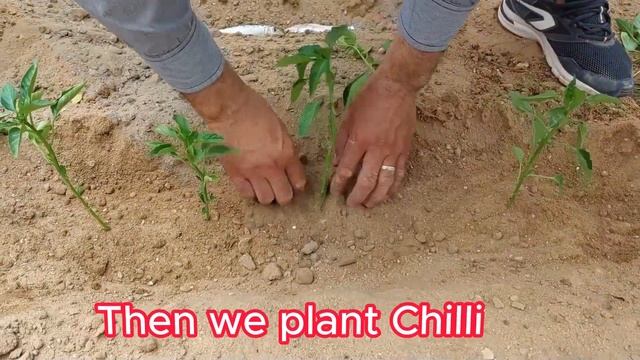 magical way to grow chili смотреть онлайн