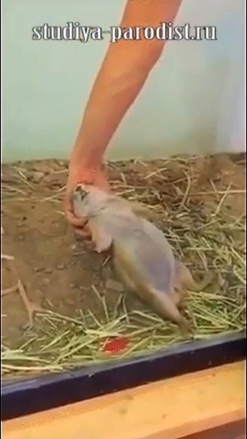 Хитрый хомяк смотреть онлайн