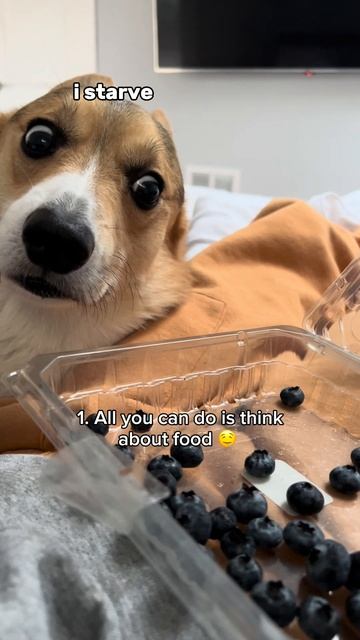3 signs you are actually a corgi смотреть онлайн